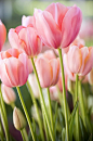 pretty tulips