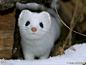 这货叫伶鼬（Least Weasel ），是世界上最小的肉食哺乳动物，也是标准吃货，它要24小时不停的吃东西才行，随时都会饿，这身材真是太拉仇了 ​​​​