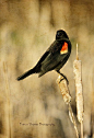 红翅黑鹂Agelaius phoeniceus
Red Winged Blackbird