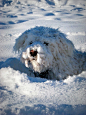 小狗躲在雪里，假装自己的是雪人
