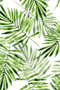 Watercolor palm leaves by gribanessa in emerald green.  Beautiful summer palms pattern available in gift wrap, wallpaper, and fabric. Bright green and deep emerald on a white background in a relaxed painterly style.  #watercolor #palms #monstera