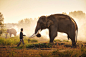 Elephant and Mahout in Surin,Thailand. by Aroon Phukeed on 500px