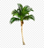 椰树 树 沙滩 椰子树 植物 png 