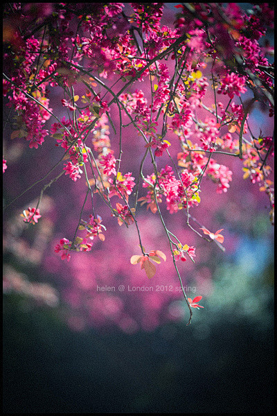 伦敦樱花＊-小寒＊