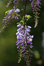 紫藤，是一种攀援花木。《花经》记载：“紫藤缘木而上，条蔓纤结，与树连理，瞻彼屈曲蜿蜒之伏，有若蛟龙出没于波涛间。仲春开花。”