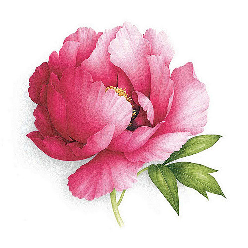 PIVOINE ARBUSTIVE.TR...