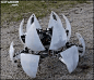 The Robots Age has started: A robot that can transform into a ball (see video) !! More Gadgets, Robotics and tech gifs «   More tech videos«&  tech news «