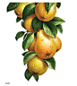 Иллюстрации для лимонадов ТМ "Напитки из Черноголовки" on Behance