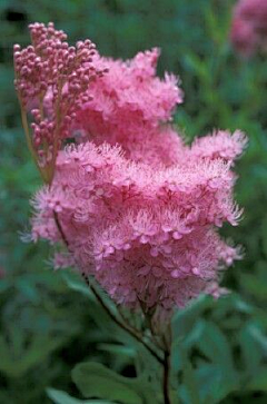 BunBunBunny采集到彼岸花開成海 flowers