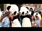 成都大熊猫入侵伦敦 - 视频 - 优酷视频 - 在线观看