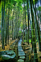 "Bamboo Temple", Hokoku-ji, Kamakura, Kanagawa, Japan: 