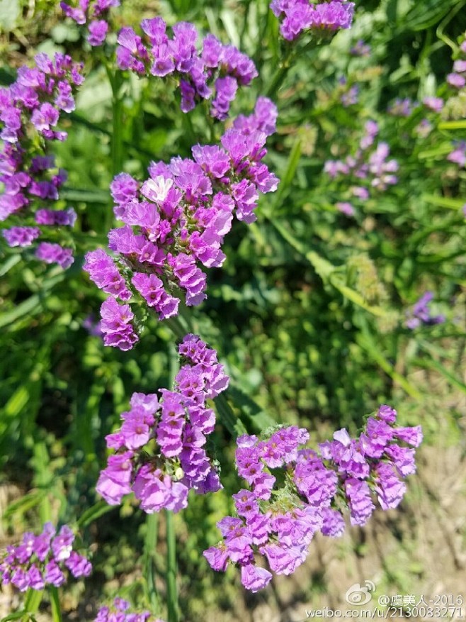 深波叶补血草，又名星辰花、勿忘我