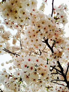 芯蕊之夢采集到花季