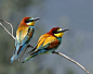 全部尺寸 | Bee Eaters | Flickr - 相片分享！