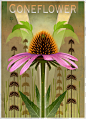 Botanical Graphics: Beneficial Plants : This is a series of graphic botanicals of beneficial wildflower plants.