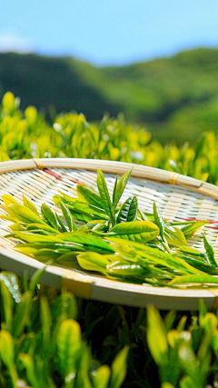 雨馨静雪采集到长亭外 古道边  芳草碧连天