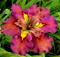 Louisiana Iris # Pinterest++ for iPad #