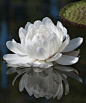 In Buddhism, lotus flowers symbolize purity of speech, mind and body rising above the waters of desire and attachment.