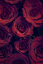 玫瑰
红玫瑰代表：深爱着你。