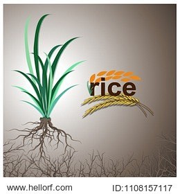 Rice ears, illustrat...