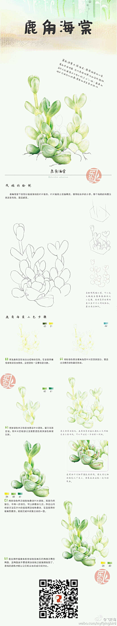 Chris-3-采集到多肉 植物