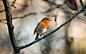 Robin, Bird, Animal, Wildlife, Plumage