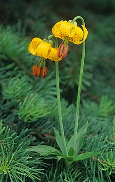 流年色玥落倾城采集到百花物语——百合花开