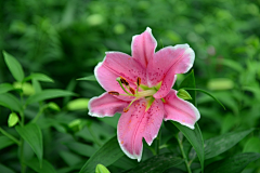 梦幻的天使采集到百花争鸣