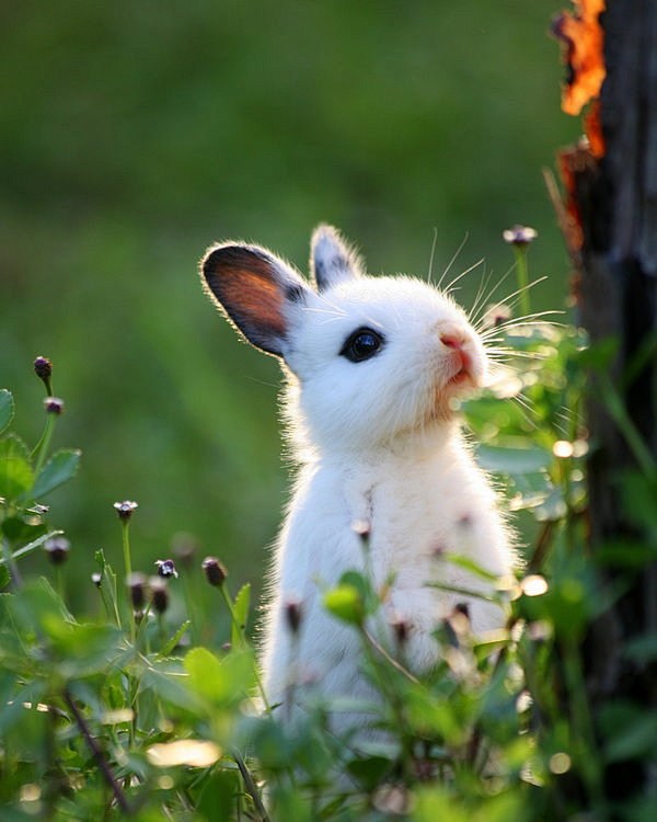 一组超级萌的可爱小兔子摄影 - 设计师的...