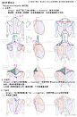 [結構筆記] [1.脊椎活動度] [2.大腿內收肌群] [3.斜方肌]
研究人體是我的小興趣，累積了一些筆記，分享給大家，希望能有用 ^ w ^
PS. 斜方肌分析的底圖來源在這裏 O网页链接 ​​​​