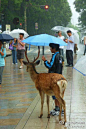在日本奈良偶遇一个为鹿打伞的小男孩。