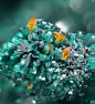 Wulfenite and Atacamite | Crystals