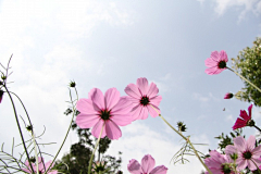 ╰つ卓儿︶ㄣ采集到花香花语录...