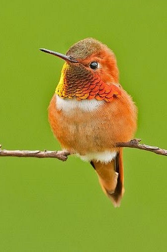 【雄性棕煌蜂鸟】Rufous hummi...