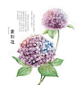 —— 成都插画师罗雨舒的作品
紫阳花（Hydrangea）：绣球花，又名八仙花、洋绣球、粉团花。绣球花是一种常见的庭院花卉，其伞形花序如雪球累累，簇拥在椭圆形的绿叶中，煞是好看。繁茂者，雪花压树，清香满院。