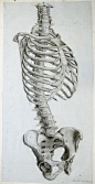 Side view of the bones of the torso.  Anatomy improv'd and illustrated with regard to the uses thereof in designing. (London: John Senex, 1723).