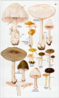 蘑菇图鉴