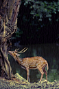 雨中的鹿