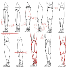 rambor_rambor采集到anatomy