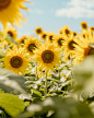 a field of sunflowers with a blue sky in the background