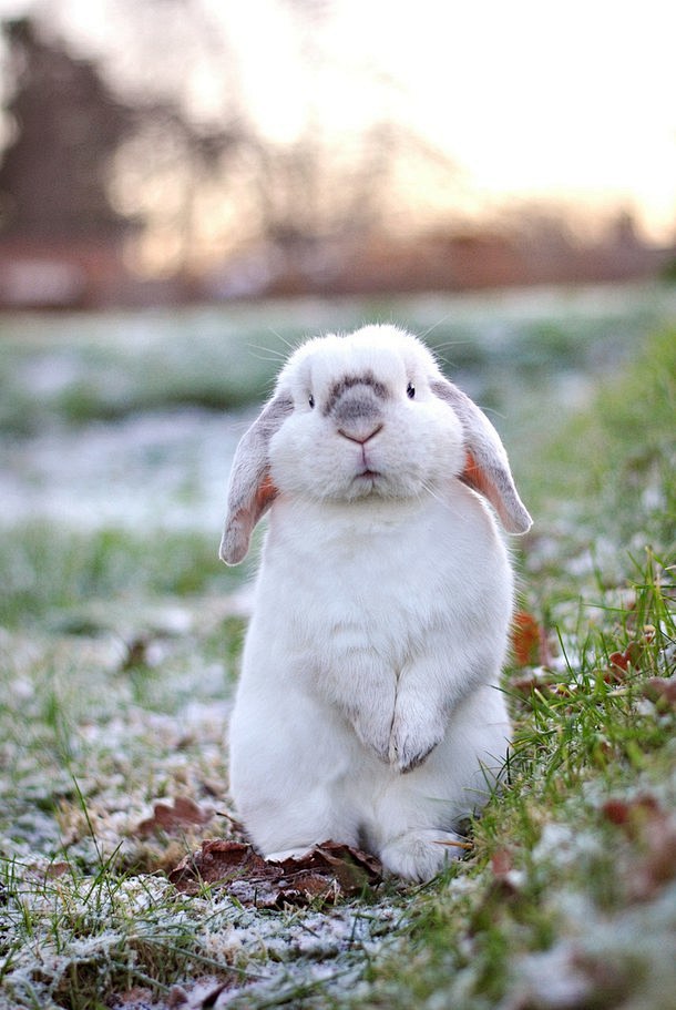 兔兔 兔子 图纸
