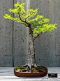 A POWERFUL dawn redwood bonsai tree! See more bonsai trees at http://www.nurserytreewholesalers.com/