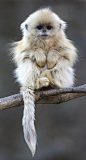 Snubnosed monkey, Asia: