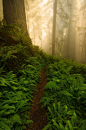 Misty Forest, The Redwoods, California
photo via marla