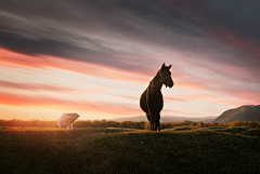 Michael-lianglion采集到Horses