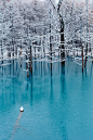 Blue Pond, Biei, Hokkaido, Japan (by Kent Shiraishi)。日本北海道上川郡美瑛町的青池。青池是1988年十胜岳火山爆发，因工程修筑堰堤而形成的湖泊，美瑛川中的矿物质和土砂质成份和阳光照耀，使得湖泊呈现出青绿色的色泽，白桦树的枯木更增添几许诗意。每当清晨到来，在阳光的照射下，青池的池水反射出如同经典Tiffany蓝的颜色，整个池面如画布一般，美得令人惊叹。#美景##唯美# #美图# #风景# #小清新# #治愈系#自然#场景#