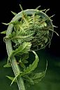 Fern unfurls