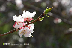 小树子采集到花