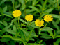 六月菊，旋覆花（学名：Inula japonica）
菊科旋覆花属的植物。
花语别离。