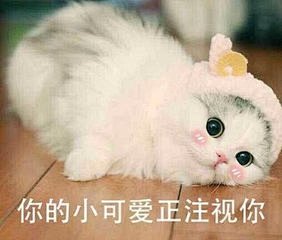 猫咪表情包_360图片